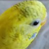 Evilparrot