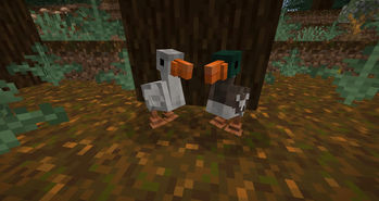 Ducks