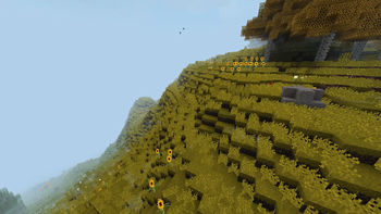 sunflower field