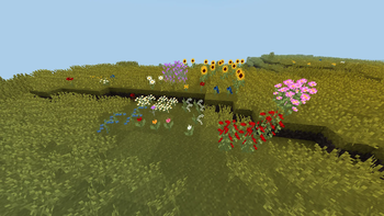 New flowers !