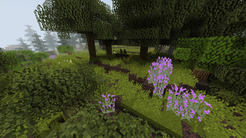 lilac