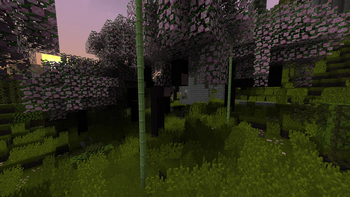 cherry trees