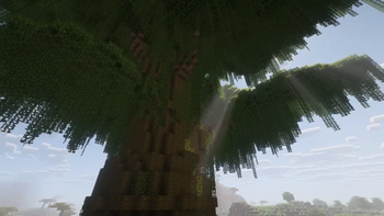 jungle