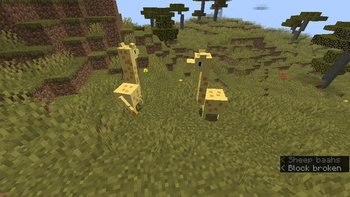 A pair of Giraffes