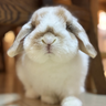 Rabbit mei JP