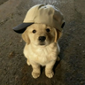 Icon for Waffie