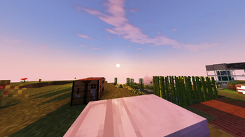 Sugercane afternoon