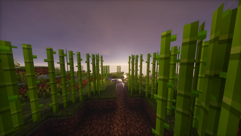 Sugercane