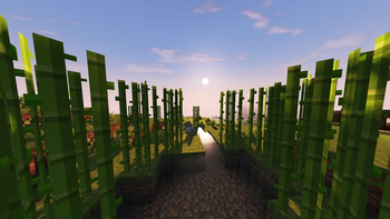Sugercane morning.