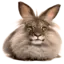 Cheremsha RP