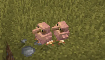 cuties