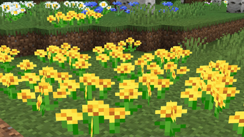 Dandelion field