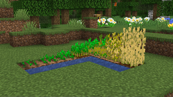 Taller wheat