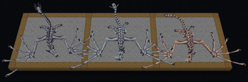 Skeletons