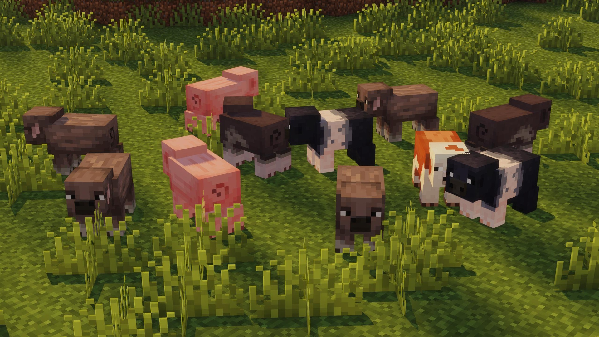 Pigs