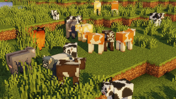 Cows