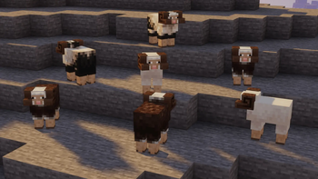 Sheep