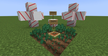 Block Rotation and Peppermint Crop