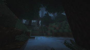 Foggy spruce forest