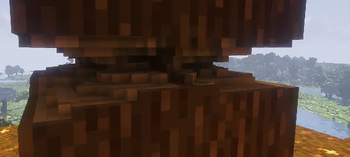 Spruce 2x2