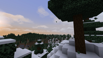 Spruce Sunset