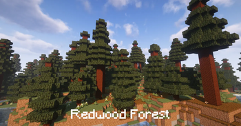 Redwood Forest