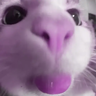 d4nilpzz