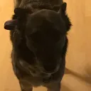 northwesternbear