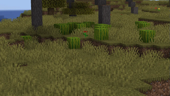 WATERMELONS IN THE SAVANNAH!