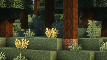 Ferns And Firefly Bushes!