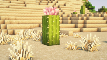 Cactus Flowers And Tall Dry Grass!