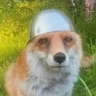 WillowDEV