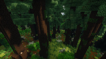 Dark Oak forest