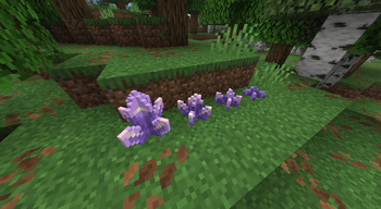Amethyst Crystals
