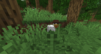 chicken