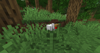 chicken