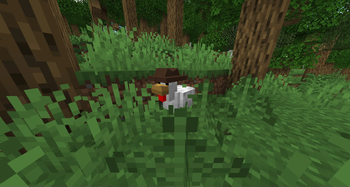 chicken