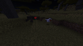 Spider hunting a chicken