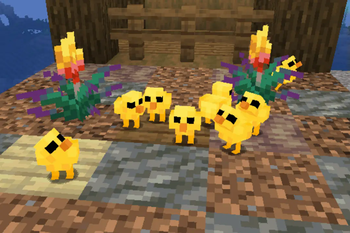 a bunch of chicks