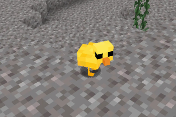 chick