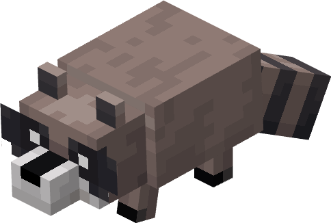 racoon