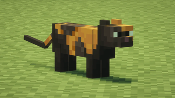 Adult Tortoiseshell Cat