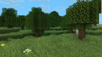 Grassy forest