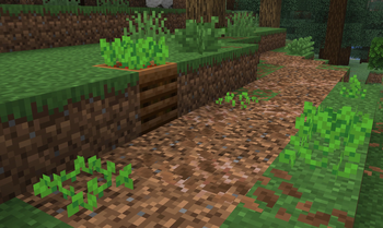 Path