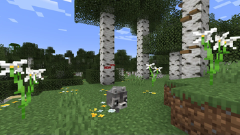 Birch Forest Updated