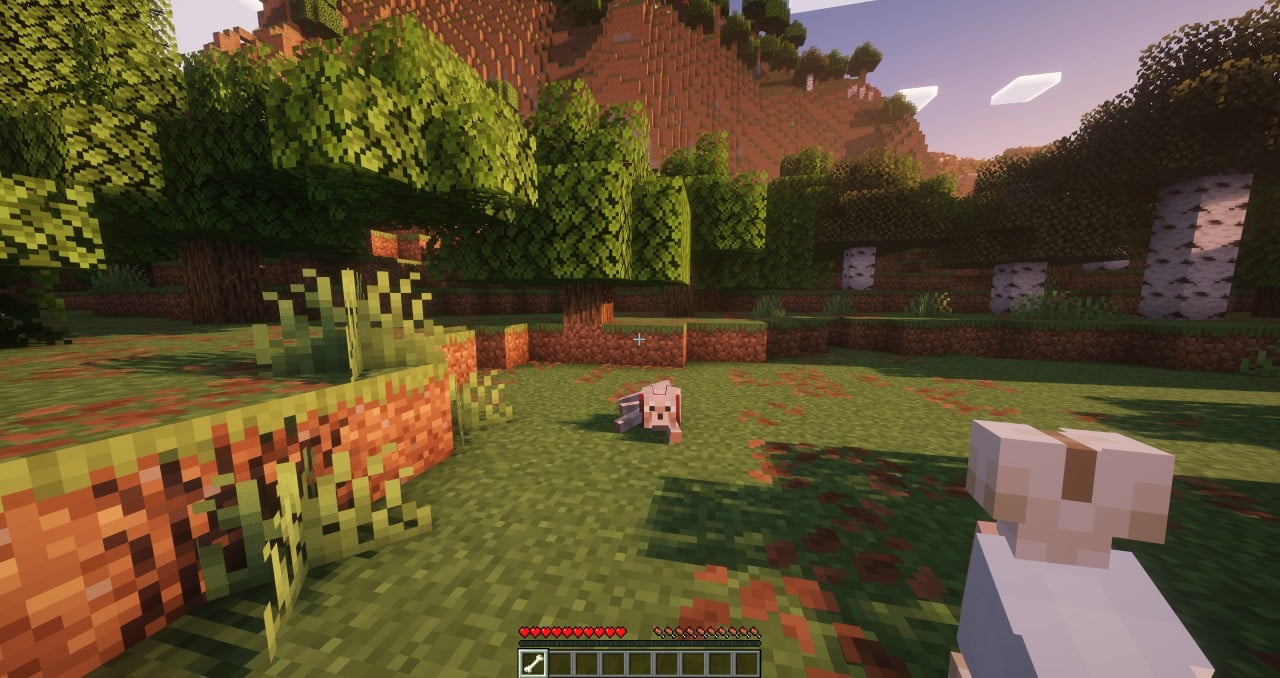my dog