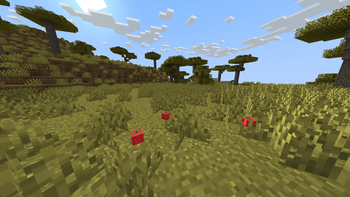 Suspicious Tomatoes