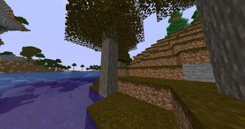 Mini Acacia Forest