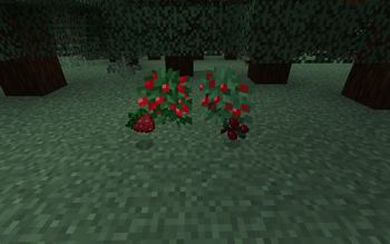strawberry vs sweet berry