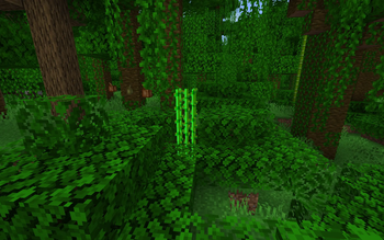 Vanilla plant